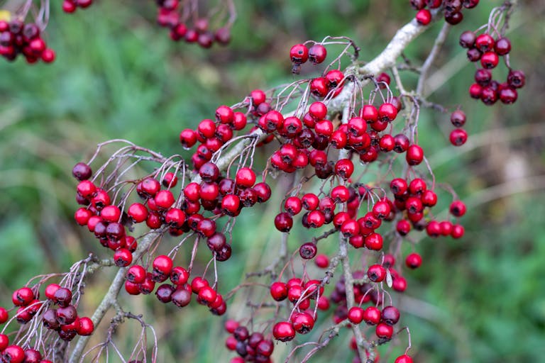 Photo of Hawthorn Berries on a Branch